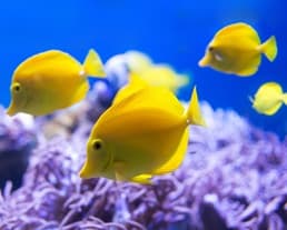 熱帯魚