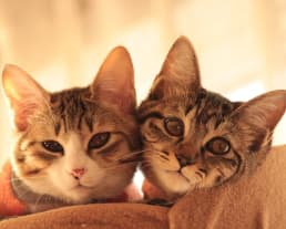 頬を寄せ合う二人の猫ちゃん