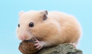 小動物向けコースのイメージ